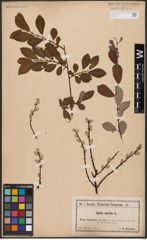 Foto von Salix aurita L.